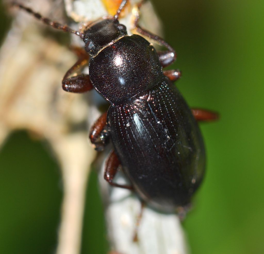 Coleottero da identificare - Nalassus assimilis